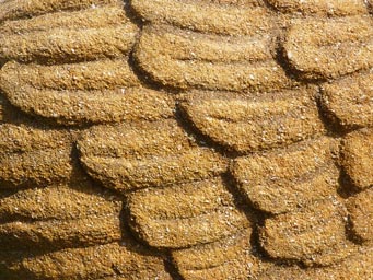 Detail křídla vysekaného z pískovce