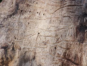 Wood-destroying bark beetle