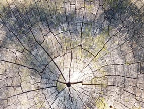 Cross-section of weathered trunk