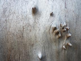 Poplar - protuberances attaching bark