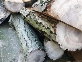 Treatment of freshly cut trunks, halving and coating