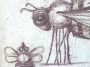 Insect - detail of drawing